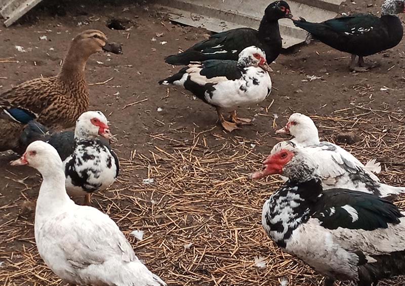 Éleveur canard Clermont-Ferrand